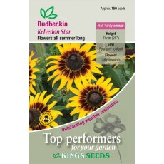 Rudbeckia Hirta Kelvedon Star