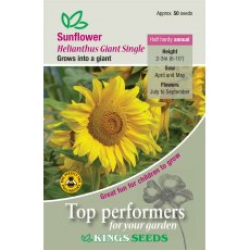 Sunflower Giant Single