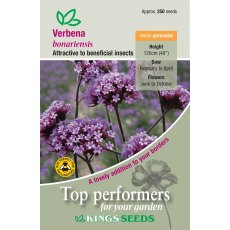 Verbena Bonariensis Verbena Bonariensis