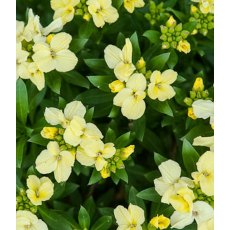 BARE-ROOT Wallflower - Primrose Dame BARE-ROOT Wallflower - Primrose Dame