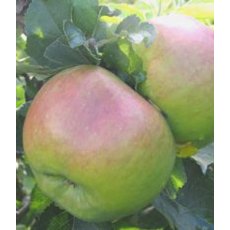 Apple (Malus) 'Bramley's Seeding' - Bush - M26   12L Apple (Malus) 'Bramley's Seeding' - Bush - M26   12L