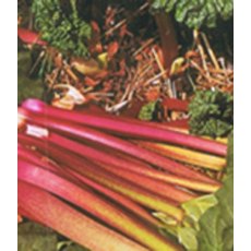 Rhubarb (Rheum) 'Victoria' 3L Rhubarb (Rheum) 'Victoria' 3L