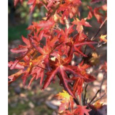 Liquidamber styraciflua 'Stared'   12L Liquidamber styraciflua 'Stared'   12L