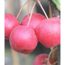 Malus x atrosanguinea 'Gorgeous'   12L Malus x atrosanguinea 'Gorgeous'   12L