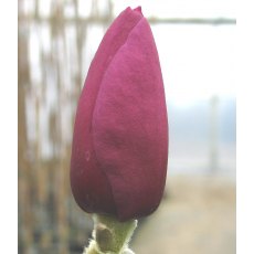 Magnolia 'Jurmag1' (BLACK TULIP)   5L