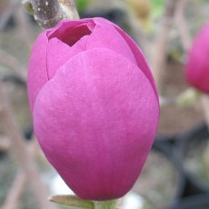 Magnolia 'Jurmag1' (BLACK TULIP)   5L