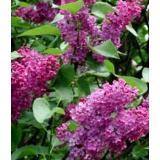 Syringa vulgaris 'Andenken an Ludwig Spath'   5L Syringa vulgaris 'Andenken an Ludwig Spath'   5L