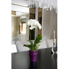 Matt Orchid Planter Soft Plum 13cm
