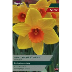 TAYLORS Narcissus Gentleman At Arms TAYLORS Narcissus Gentleman At Arms