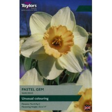 TAYLORS Narcissus Pastel Gem TAYLORS Narcissus Pastel Gem
