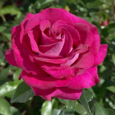 Rose 'Belle Rives'   3Ldp