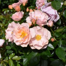 Rose 'Loyal Companion'   3Ldp