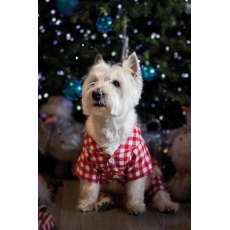 CUPID & COMET Gingham Pyjamas - Small