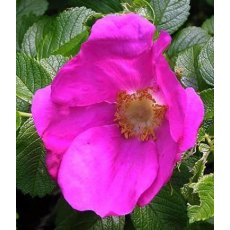 BARE-ROOT HEDGING Rosa rugosa 'Rubra' (5 Plants)   40/60 1+1