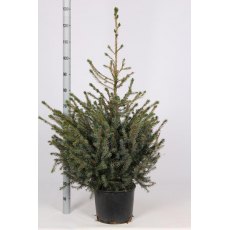 CHRISTMAS TREE Picea omorika 100/125cm 10L (POTGROWN)