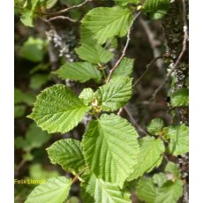 BARE-ROOT HEDGING Corylus avellana (5 Plants)   60/80 1+1