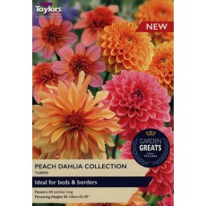 TAYLORS Dahlia Peach Collection TAYLORS Dahlia Peach Collection