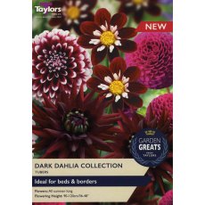 TAYLORS Dark Dahlia Collection