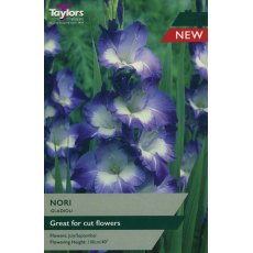 TAYLORS Gladioli Nori