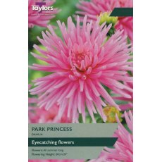 TAYLORS Dahlia Park Princess