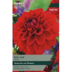 TAYLORS Dahlia Red Cap