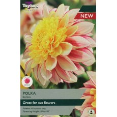 TAYLORS Dahlia Polka