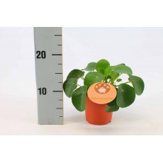 Pilea Peperomioides   10.5cm Pilea Peperomioides   10.5cm