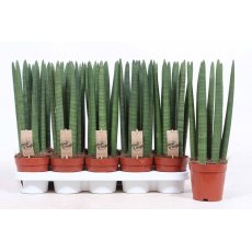 Sansevieria cyl Straight   12 cm Sansevieria cyl Straight   12 cm