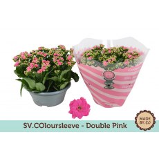 Kalanchoe bloss Rosalina ( Filled flowers) Don Nando   23 cm