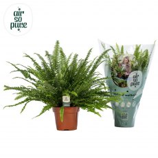 Nephrolepis ex Green Lady 'Air So Pure'   17cm