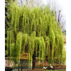 Salix x sepulcralis var. chrysocoma   10L Salix x sepulcralis var. chrysocoma   10L