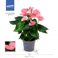 Anthurium andr Sweet Dream   17cm Anthurium andr Sweet Dream   17cm