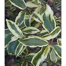 Elaeagnus pungens 'Hosuba-Fukurin'   3L Elaeagnus pungens 'Hosuba-Fukurin'   3L