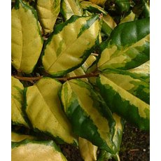Elaeagnus x ebbingei 'Coastal Gold'   3L Elaeagnus x ebbingei 'Coastal Gold'   3L