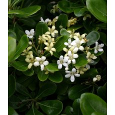 Pittosporum tobira 'Nanum'   3L Pittosporum tobira 'Nanum'   3L