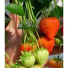 Strawberry 'Sonata'   9cm