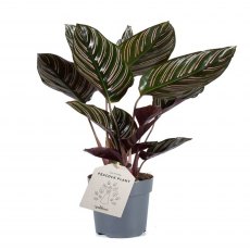Calathea sanderiana   11cm