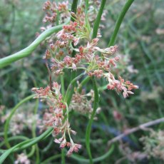 MARGINAL - Juncus effusus spiralis 3L MARGINAL - Juncus effusus spiralis 3L