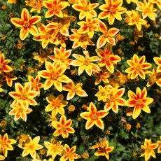 Bidens 'Blazing Star'   9cm/10cm