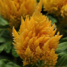 Celosia First Flame 'Yellow'   9cm/10cm