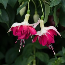 Fuchsia 'Seventh Heaven' (U)   9cm/10cm