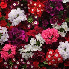 Verbena Mixed   6pk
