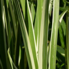 MARGINAL - Acorus calamus variegatus 3L MARGINAL - Acorus calamus variegatus 3L