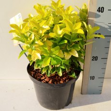 Euonymus japonicus 'El Dorado'   2L