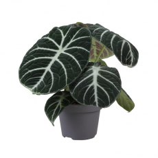 Alocasia Ninja    12cm Alocasia Ninja    12cm