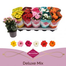 Kalanchoe bloss Perfecta mix ( filled flowers)   10.5cm Kalanchoe bloss Perfecta mix ( filled flowers)   10.5cm