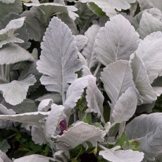Cineraria 'Cirrus' 6pk Cineraria 'Cirrus' 6pk