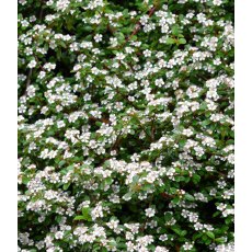 Cotoneaster dammeri   3L Cotoneaster dammeri   3L