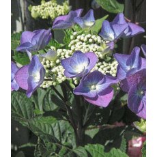 Hydrangea macrophylla 'Zorro' (L)   3L Hydrangea macrophylla 'Zorro' (L)   3L