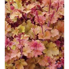 Heuchera 'Marmalade'  2L